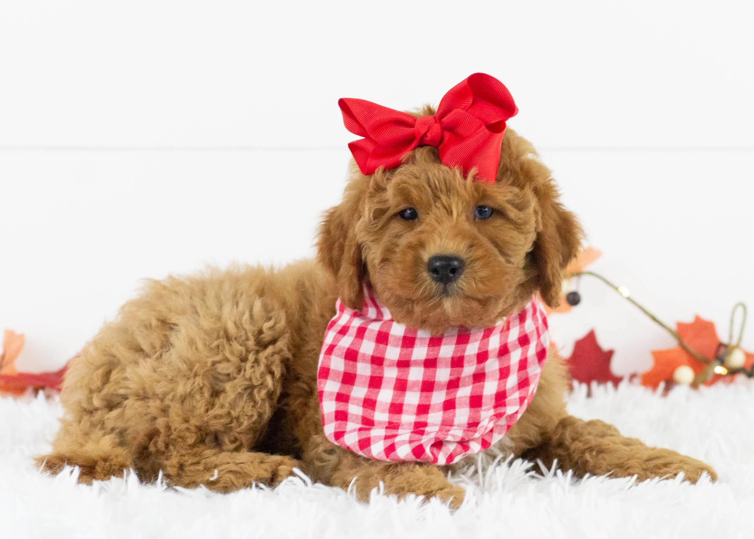 Cove goldendoodle for salejpg.jpg