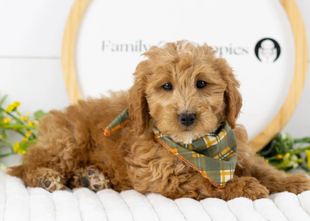 Boone goldendoodle for sale.jpg