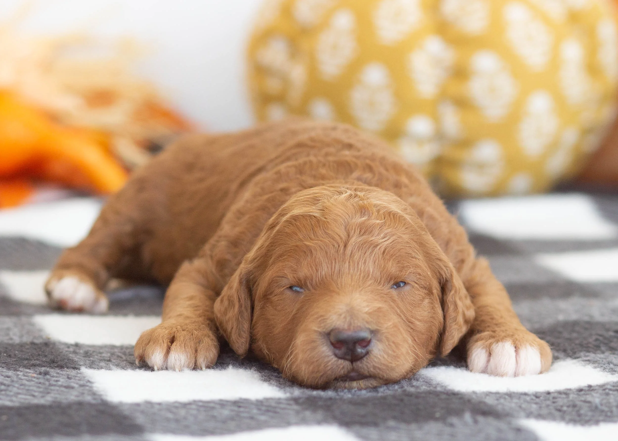 Lovey goldendoodle for sale(2).jpg