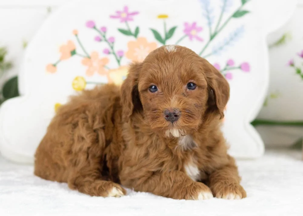 blue goldendoodle for sale.jpg