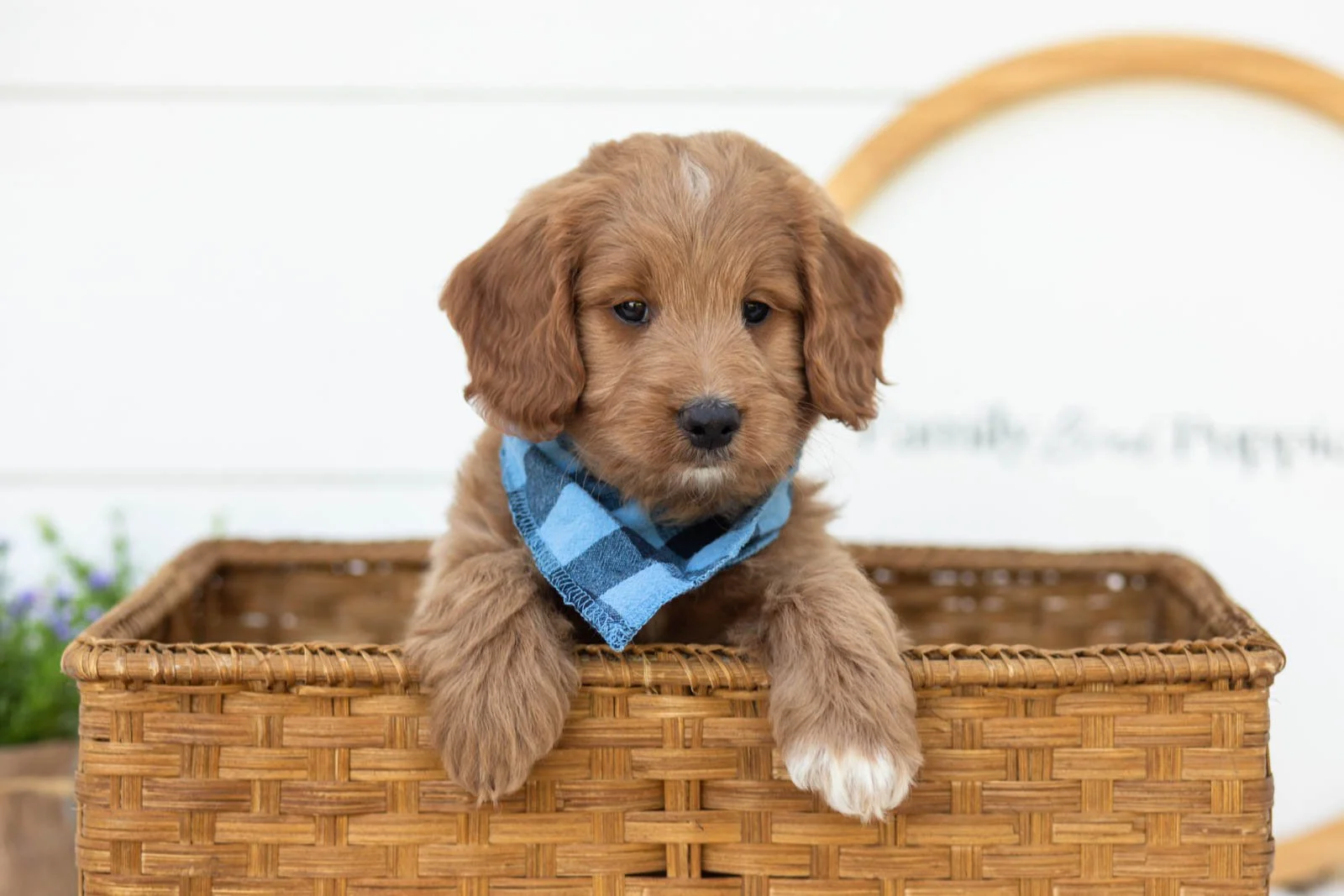 Munster goldendoodle for sale(3).jpg