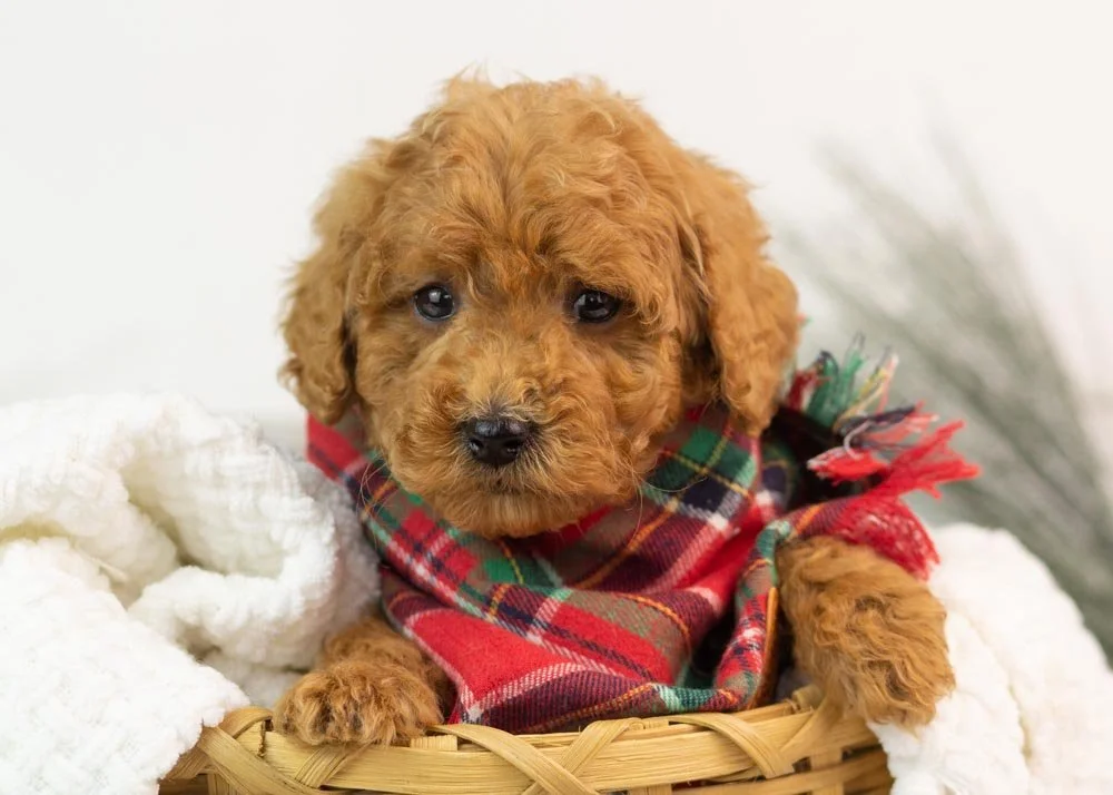 Bear goldendoodle for sale(1).jpg