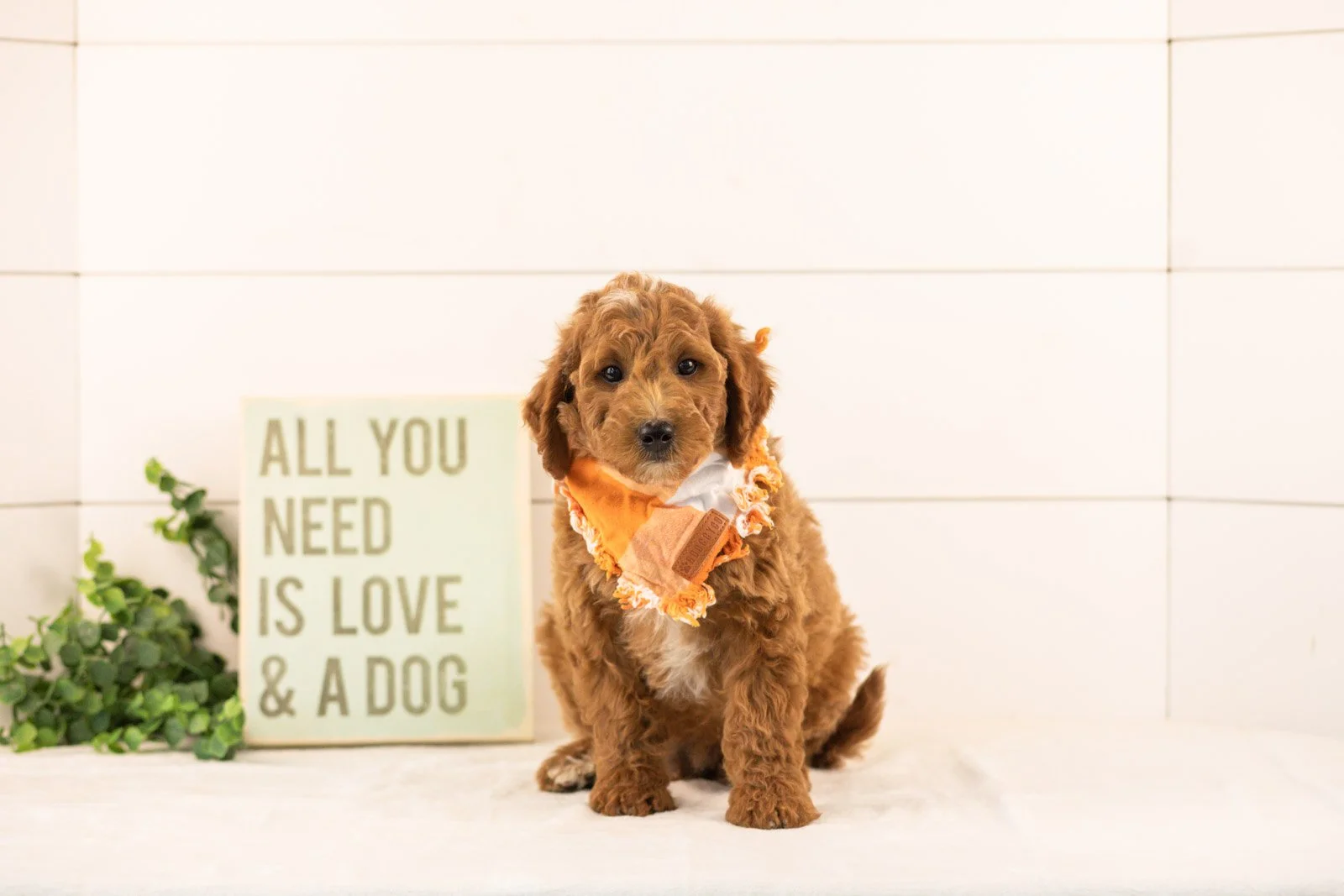 Char goldendoodle for sale(1).jpg