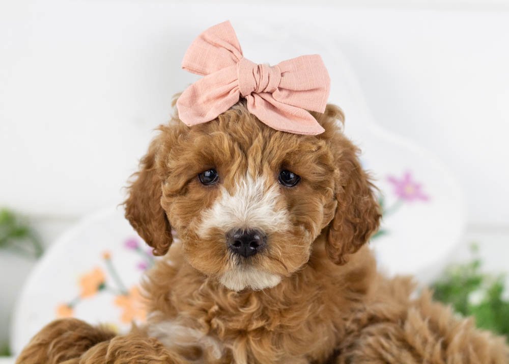 cherry goldendoodle for sale(1).jpg