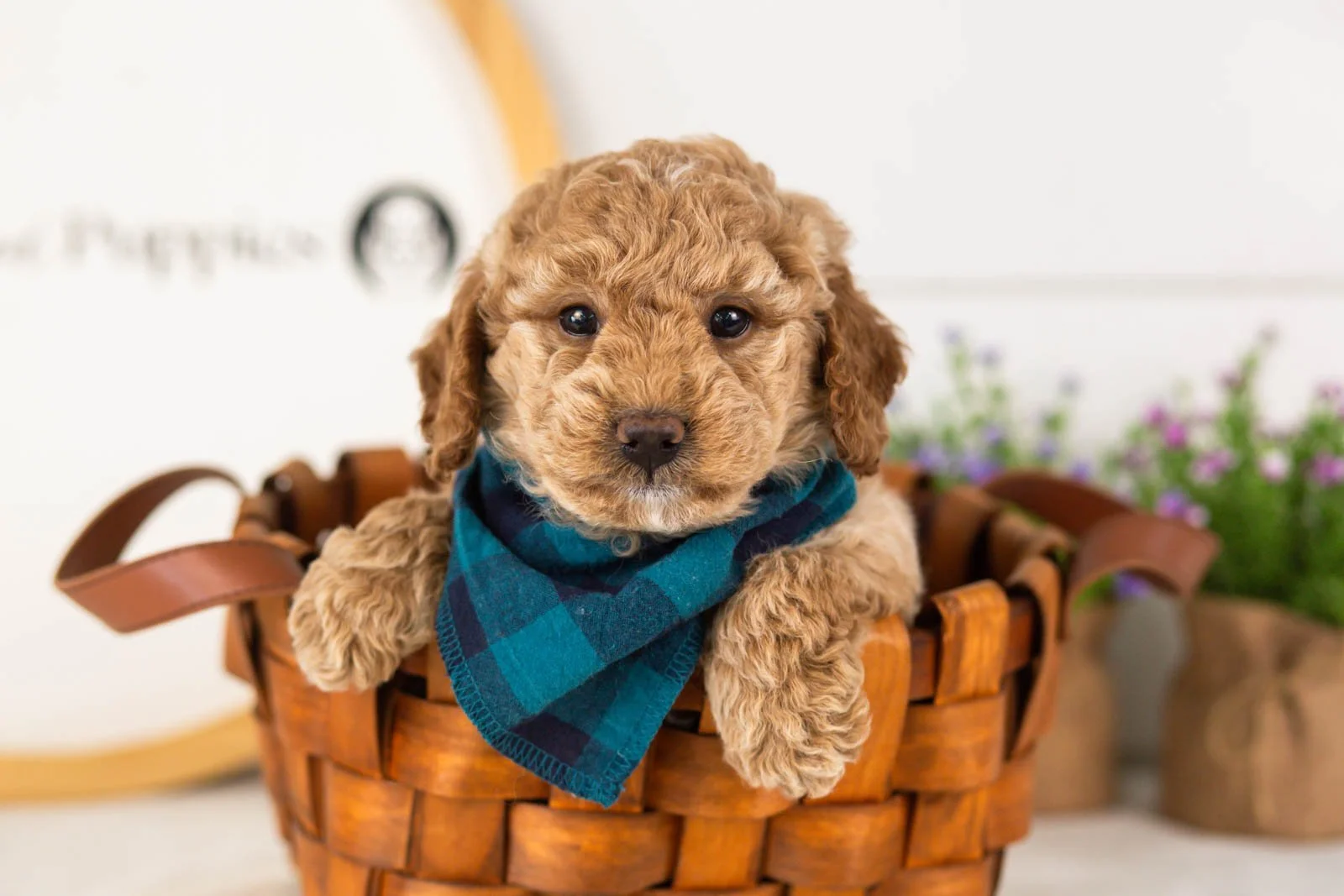 Benji goldendoodle for sale.jpg
