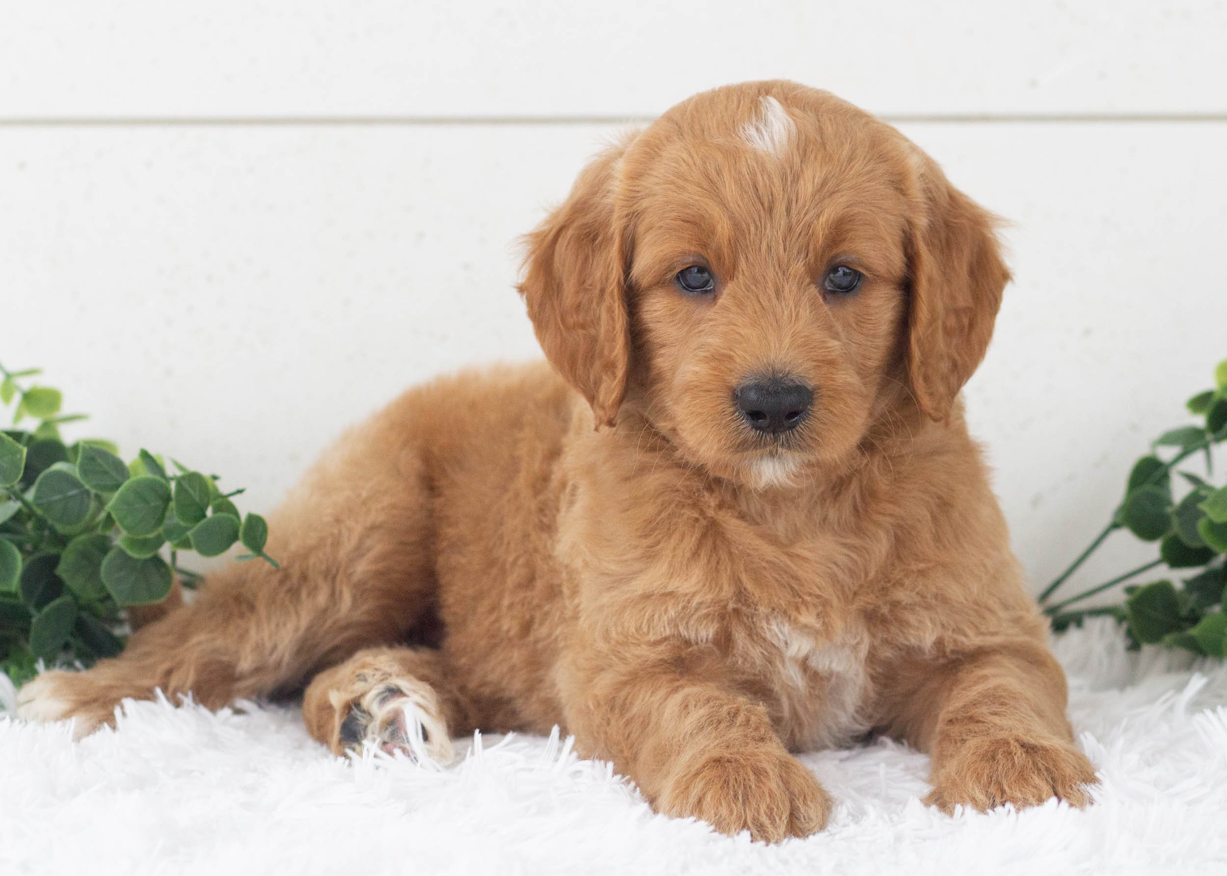 Reed Goldendoodle For Sale(1).jpg