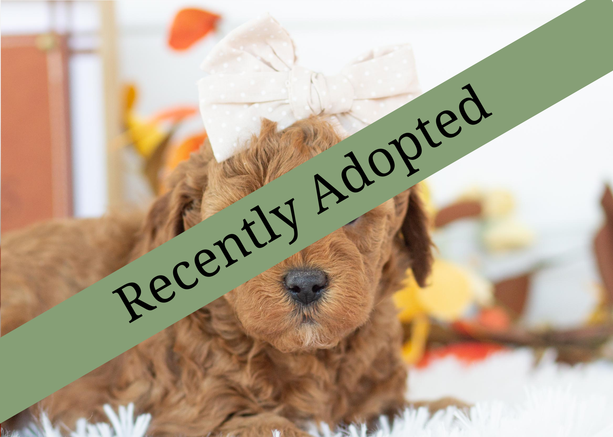 goldendoodle for sale