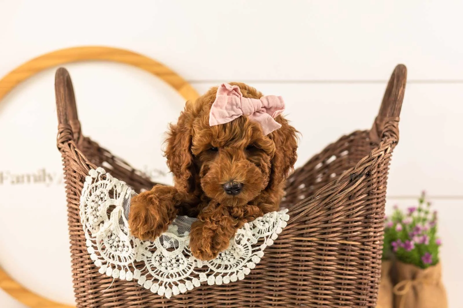 Mallory goldendoodle for sale(3).jpg