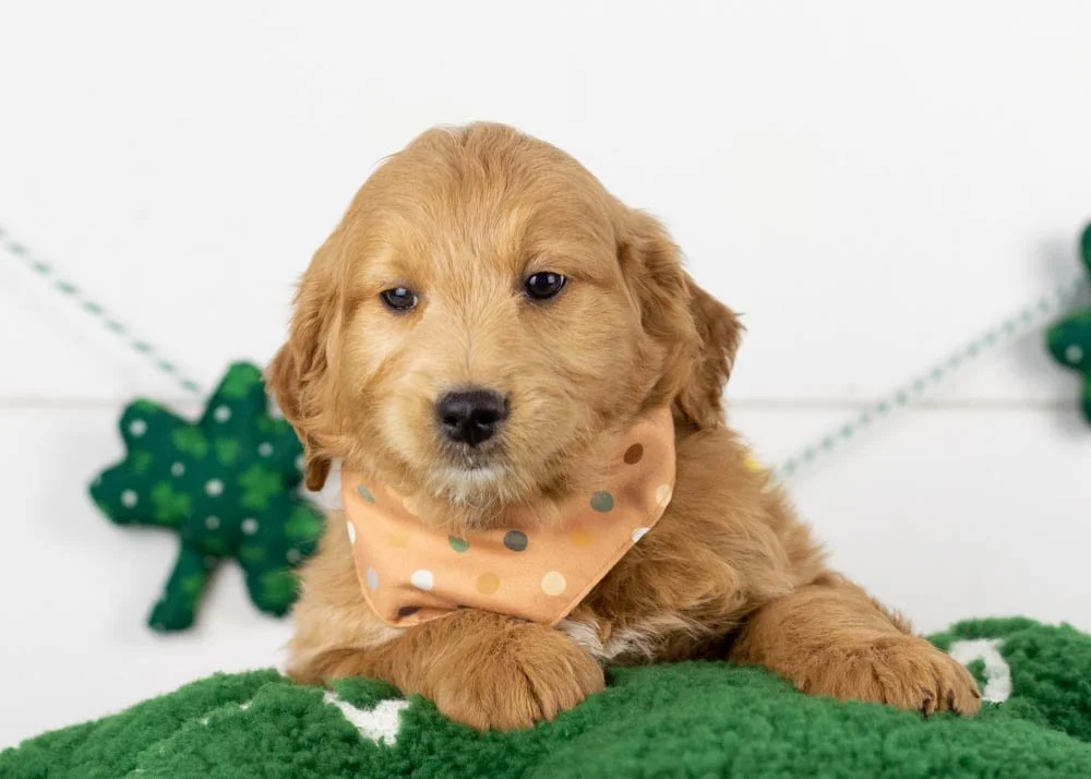 Rolo goldendoodle for sale.jpg