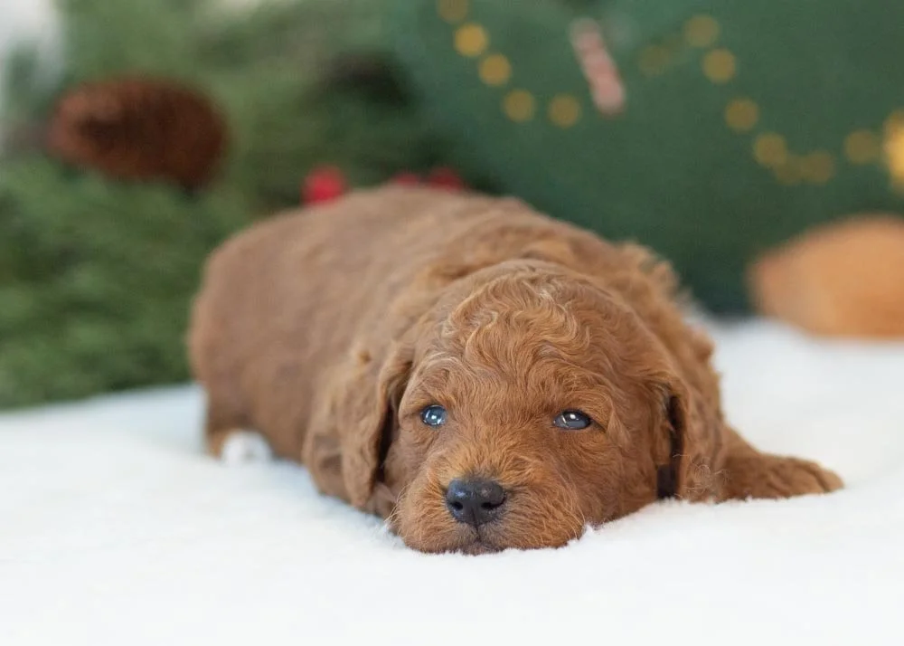 Grinch goldendoodle for sale(4).jpg