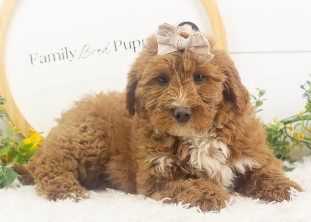 anna goldendoodle for sale.jpg