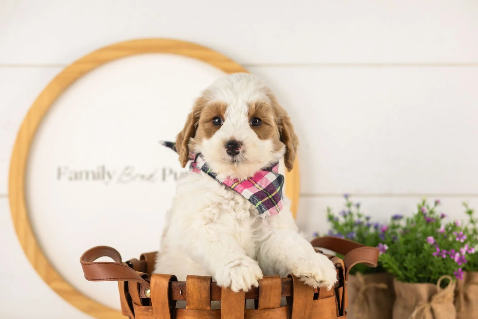 Dominic goldendoodle for sale(3).jpg