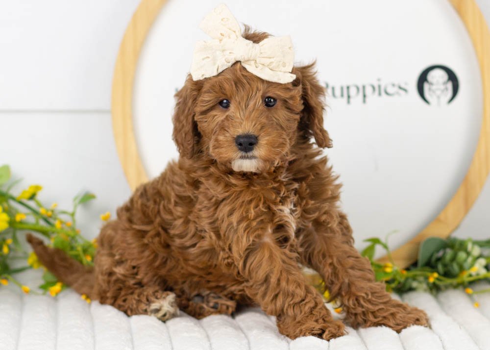 Valerie goldendoodle for sale(2).jpg
