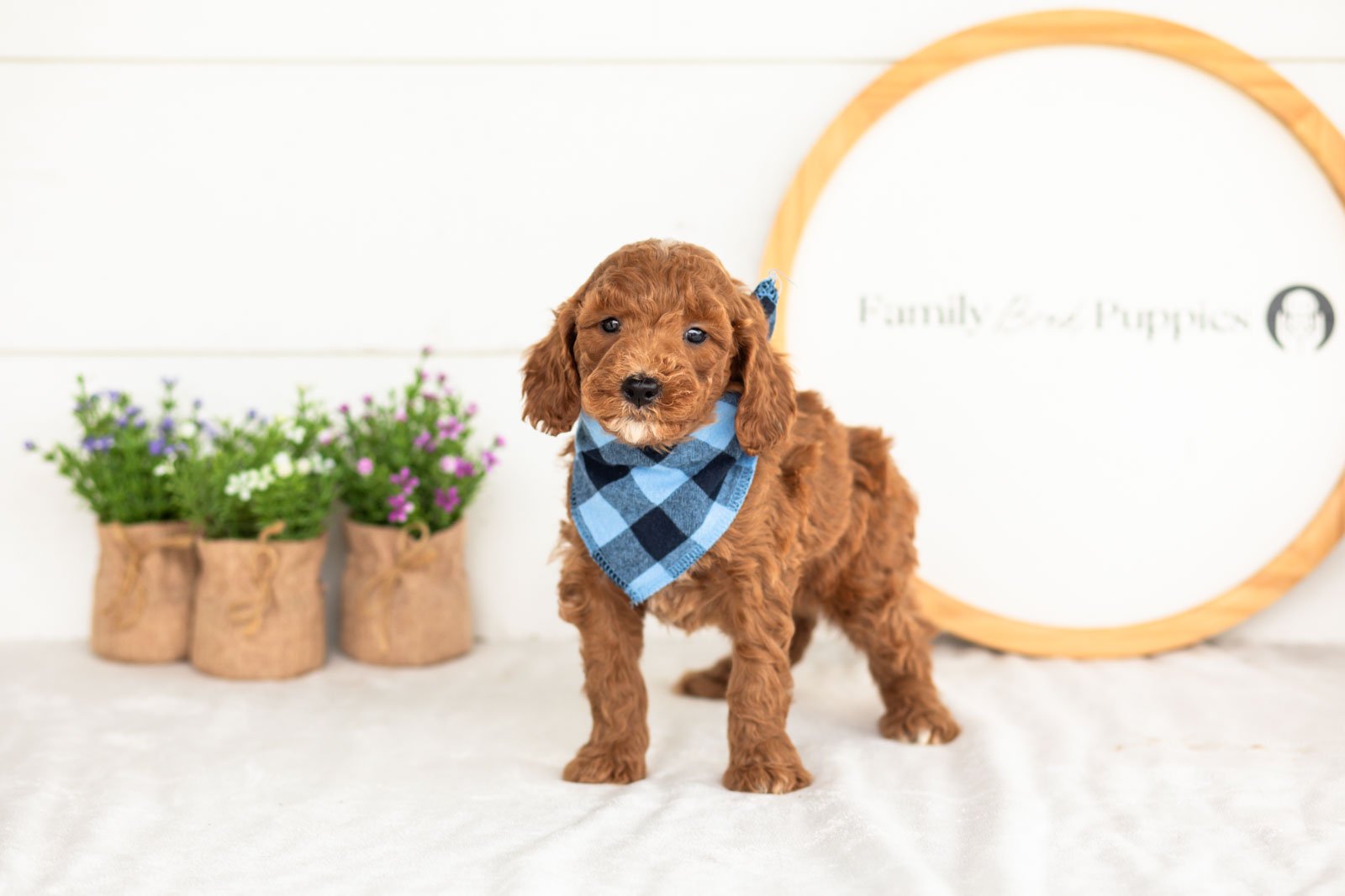 Alex goldendoodle for sale.jpg
