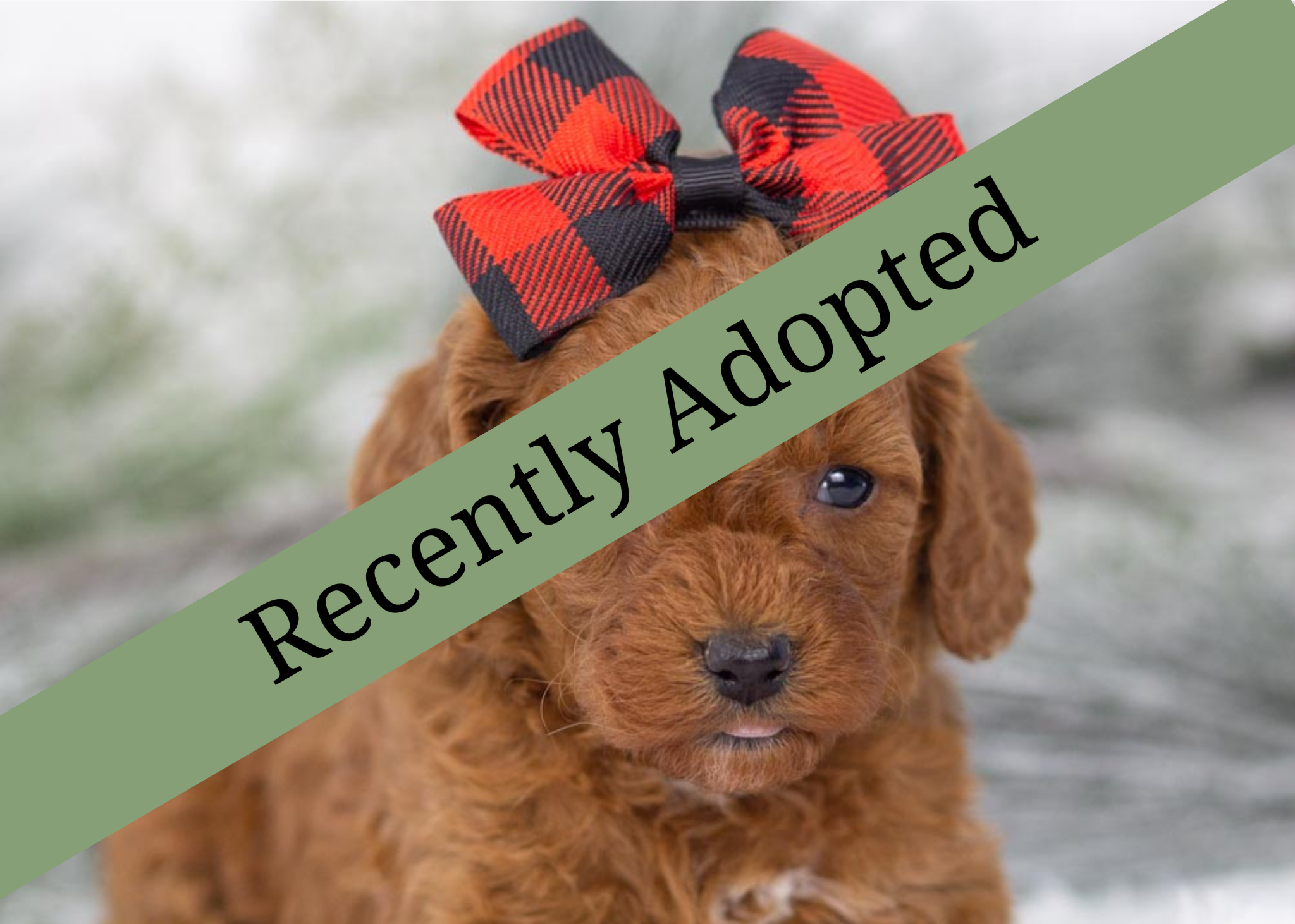 goldendoodle for sale