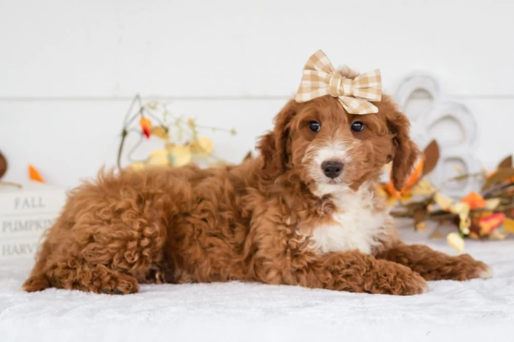 Dior goldendoodle for sale(3).jpg