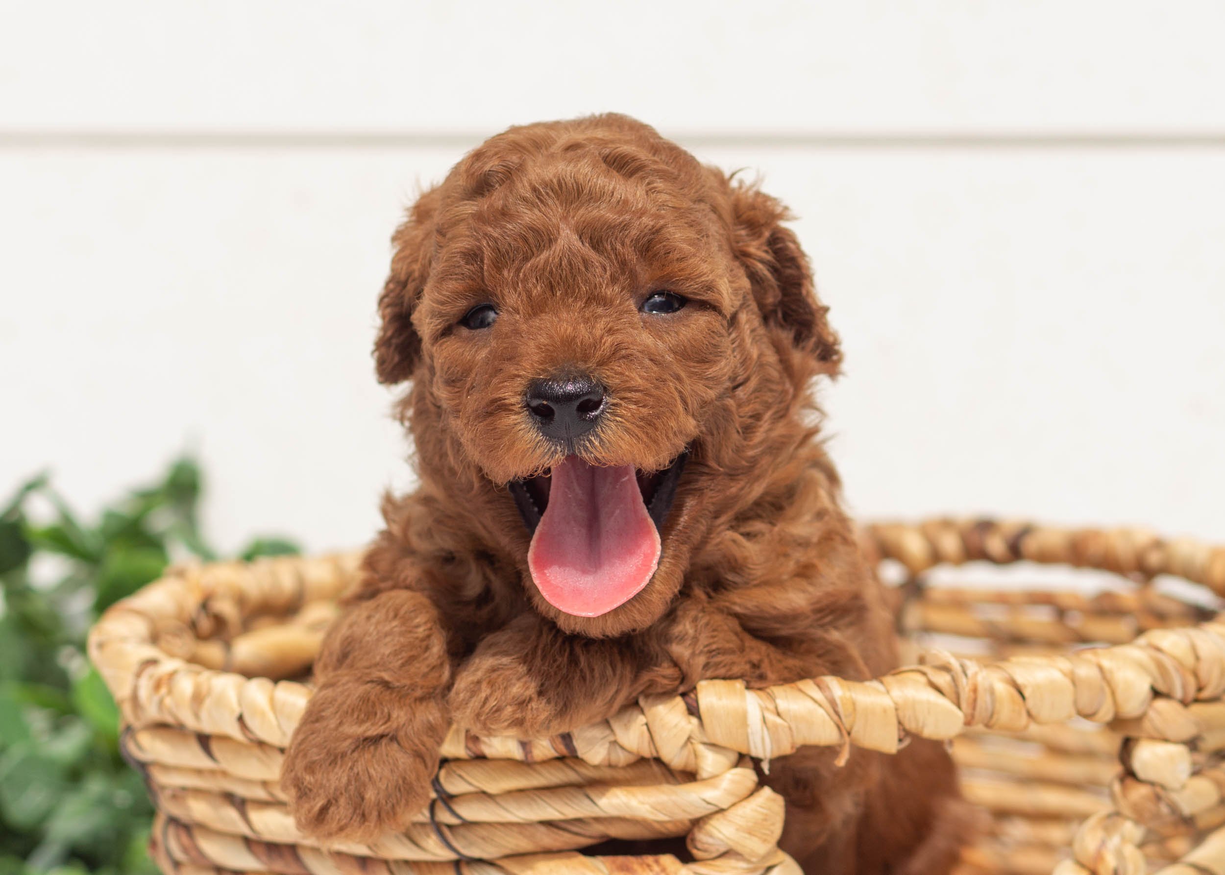 Laken Goldendoodle For Sale(1).jpg