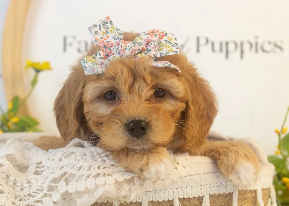bo peep goldendoodle for sale.(1).jpg