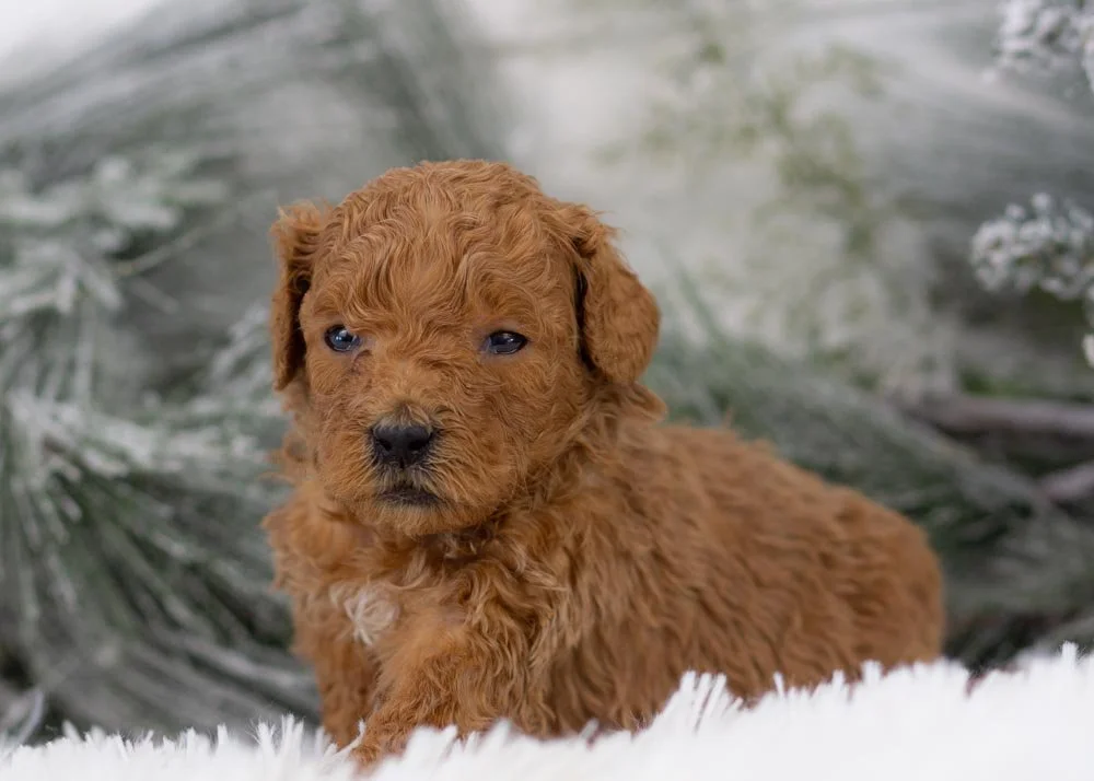 Bear goldendoodle for sale(3).jpg