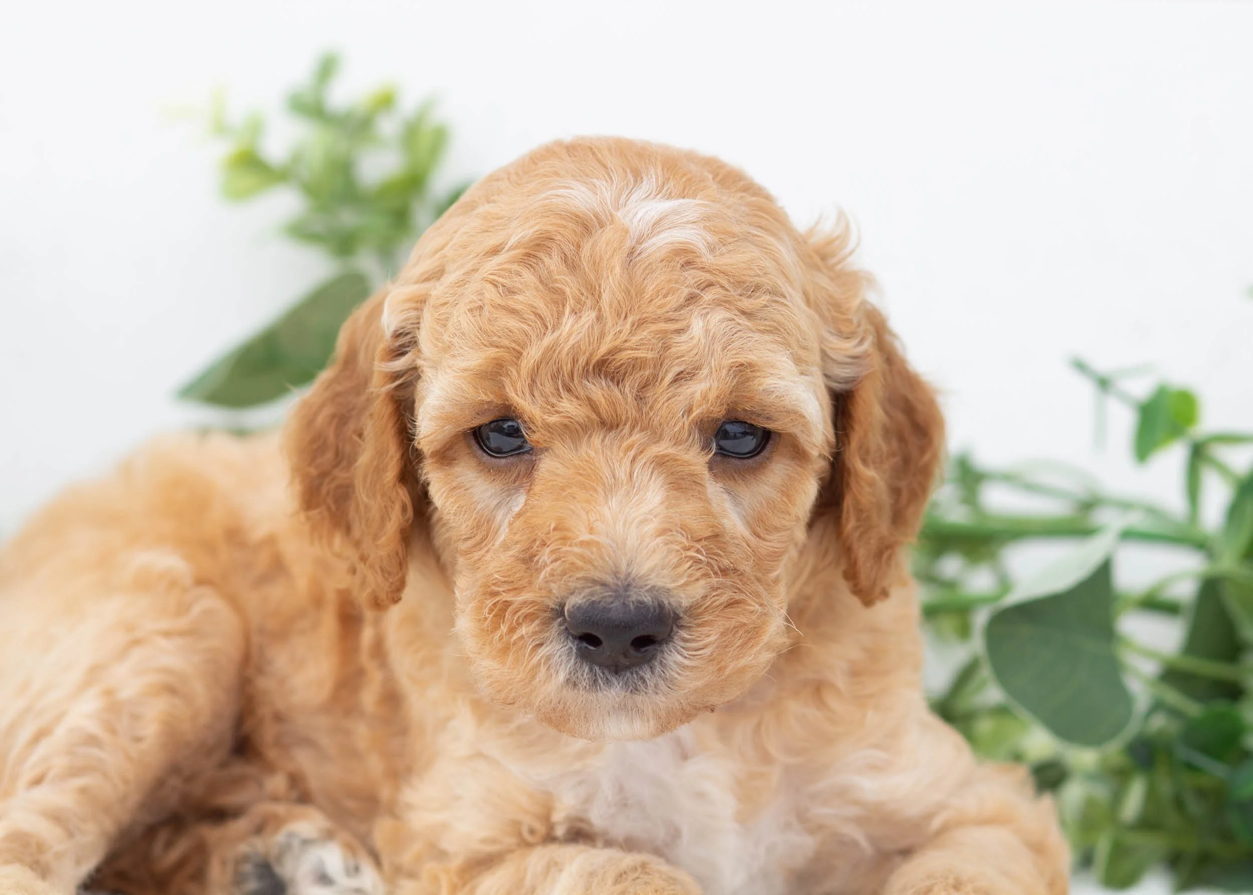 Boone goldendoodle for sale(2).jpg