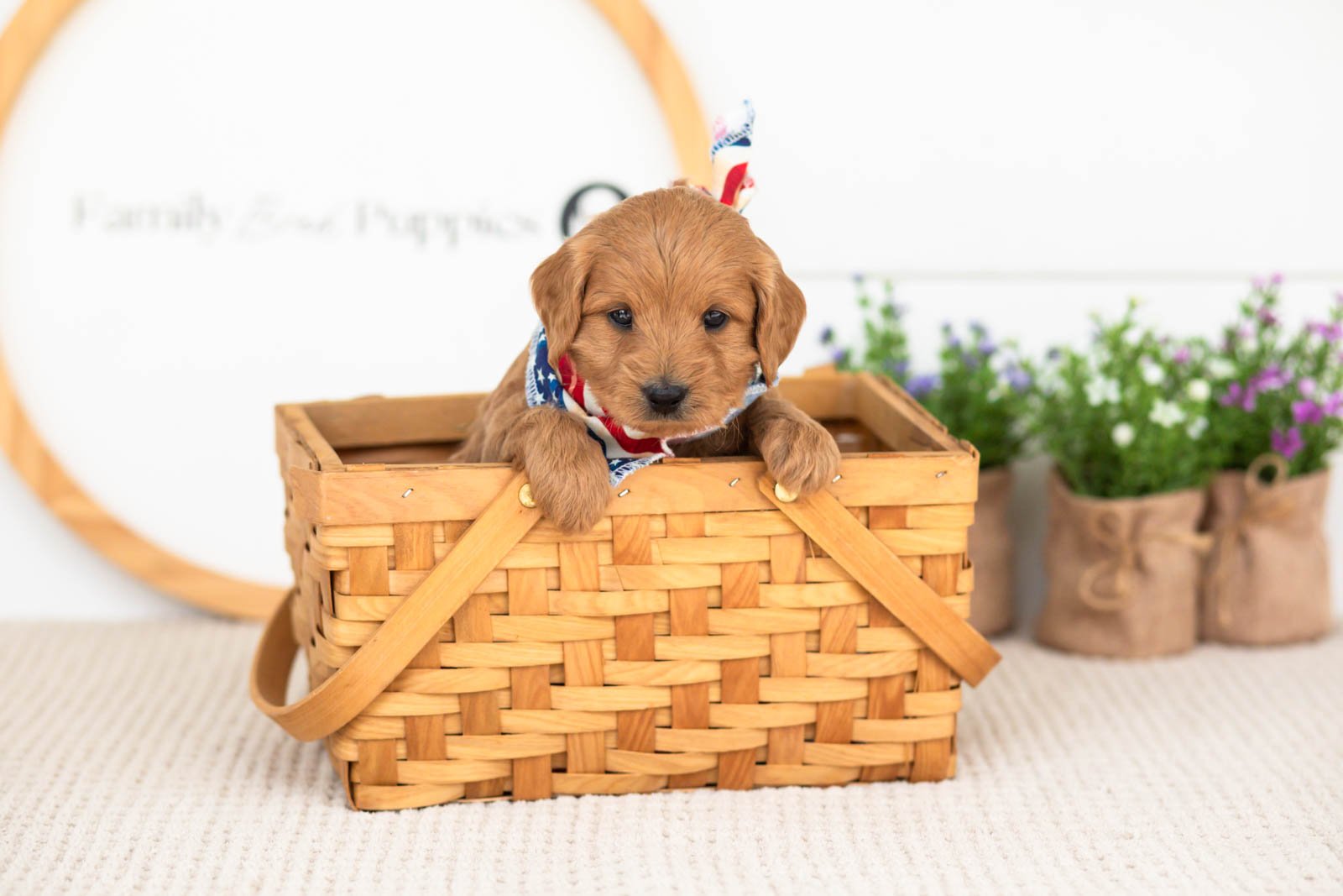 Ember goldendoodle for sale(4).jpg
