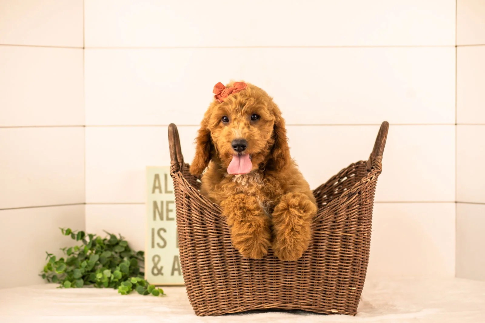 Breeze goldendoodle for sale(1).jpg