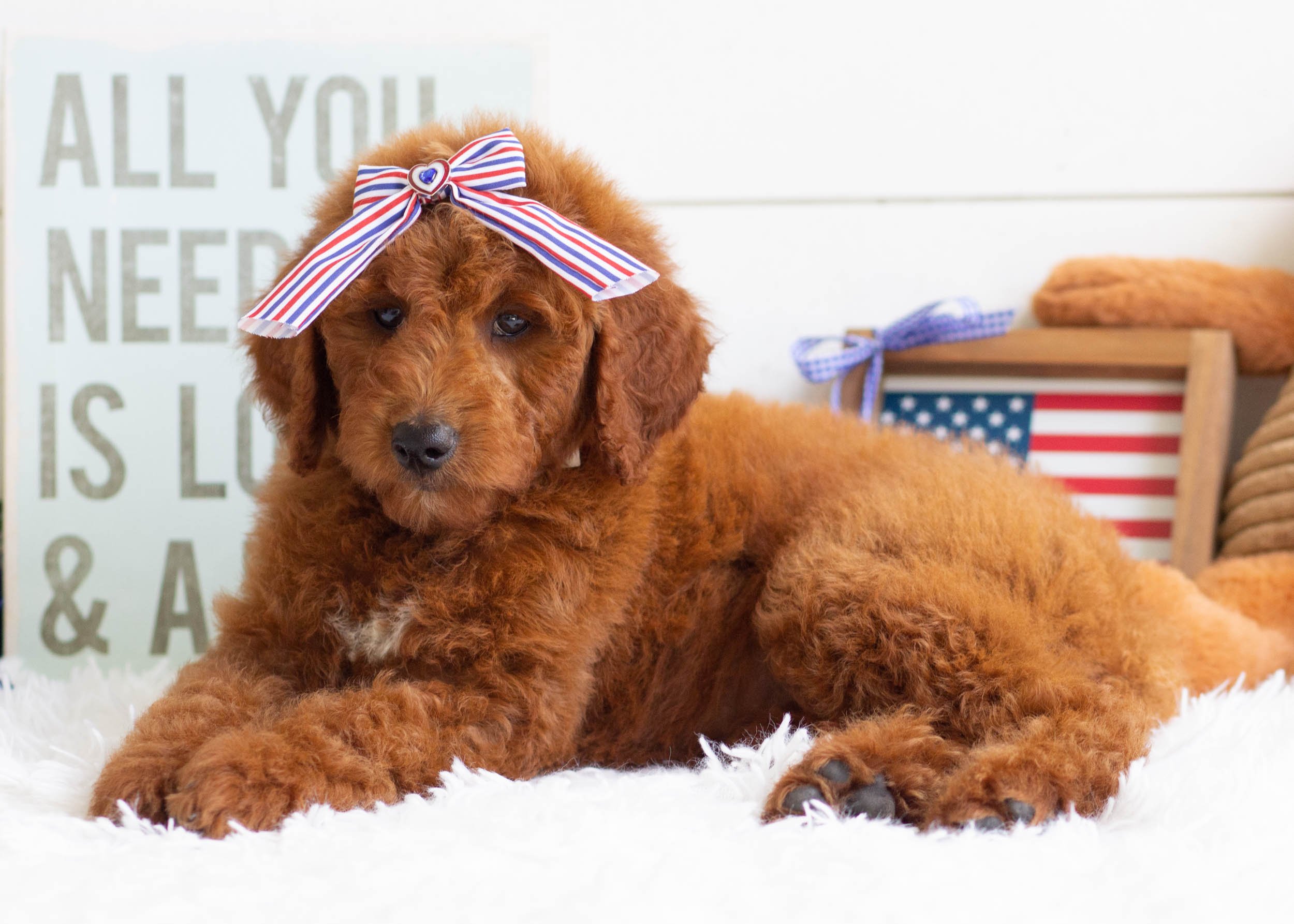 Aspen Goldendoodle For Sale(1).jpg