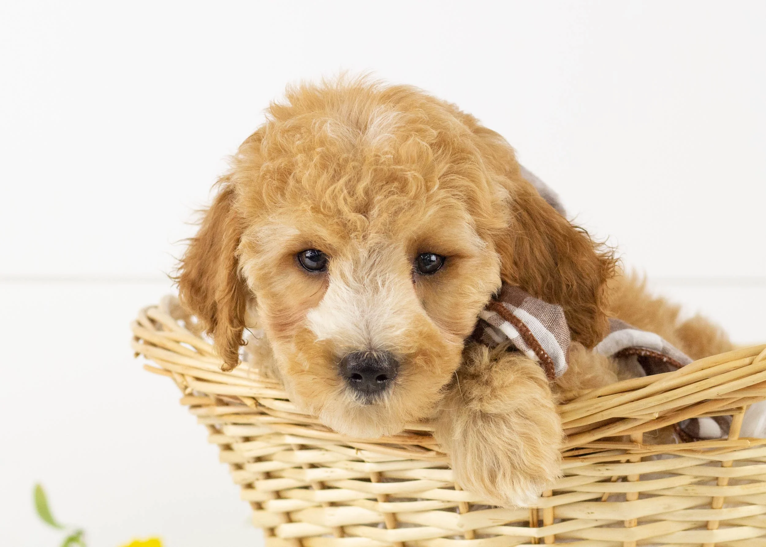 Beau goldendoodle for sale..jpg
