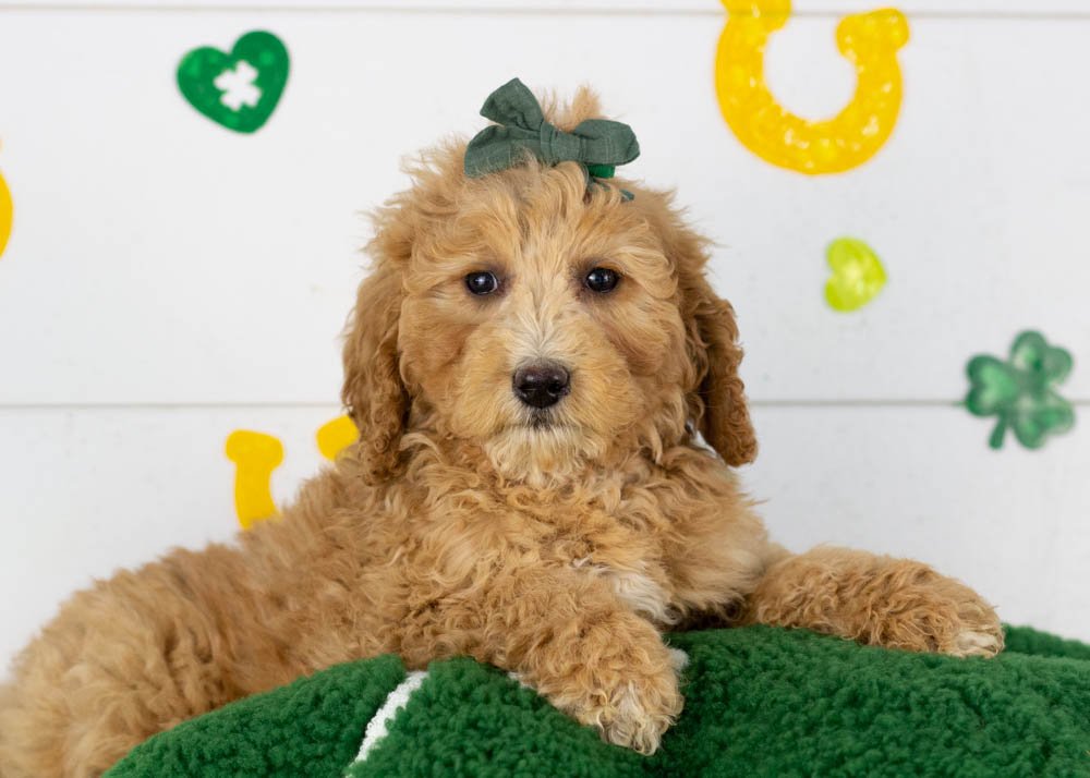 Lucille goldendoodle for sale.jpg