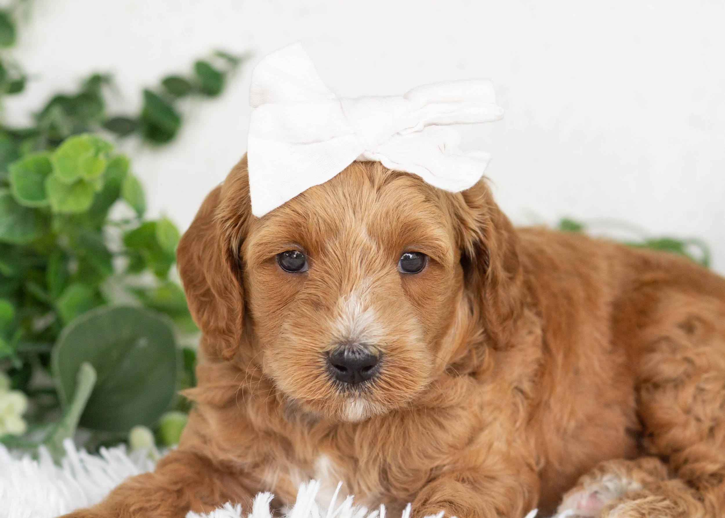 coconut goldendoodle for sale(1).jpg
