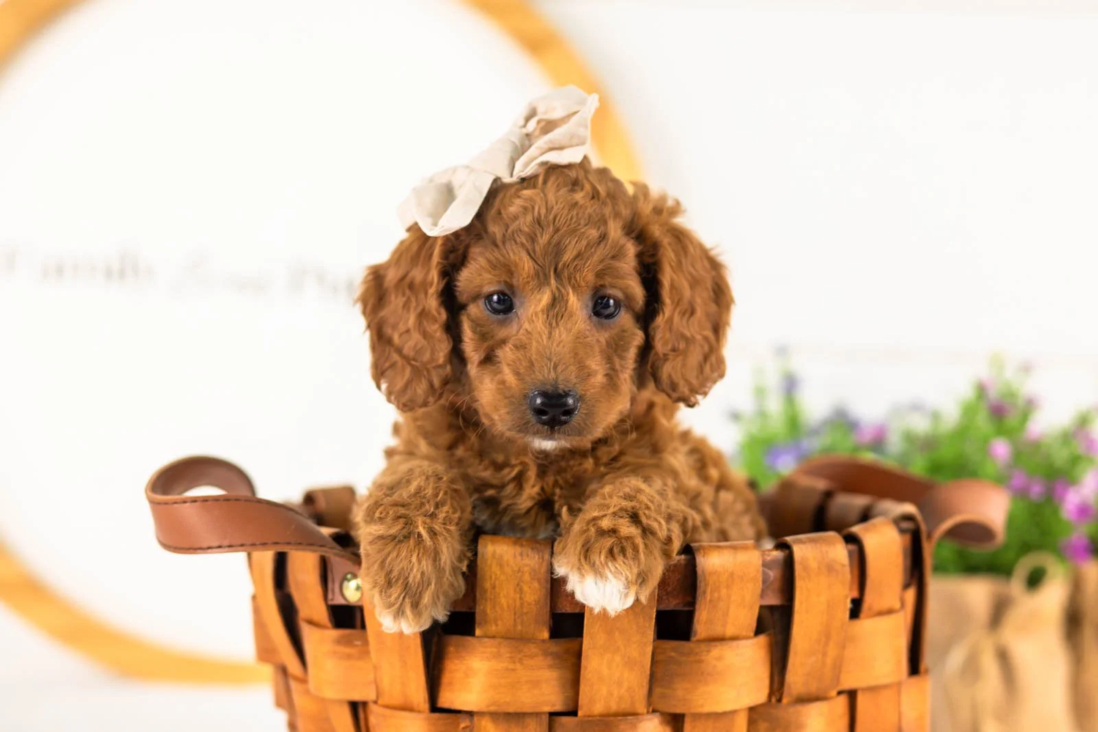Lexy goldendoodle for sale(3).jpg