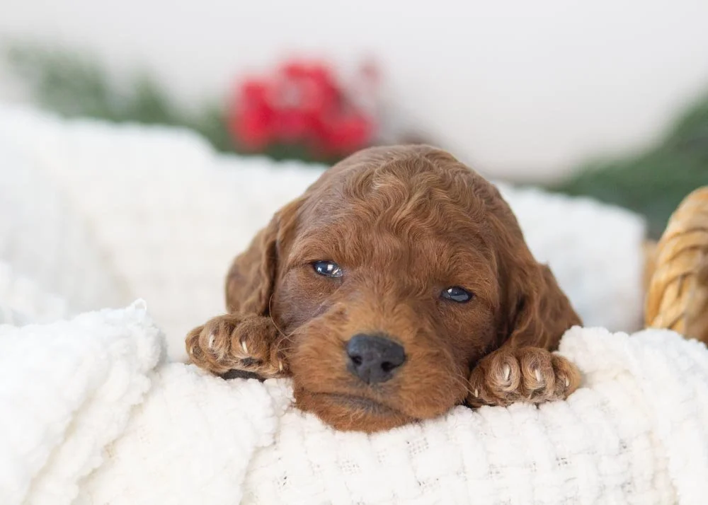 goldendoodle for sale