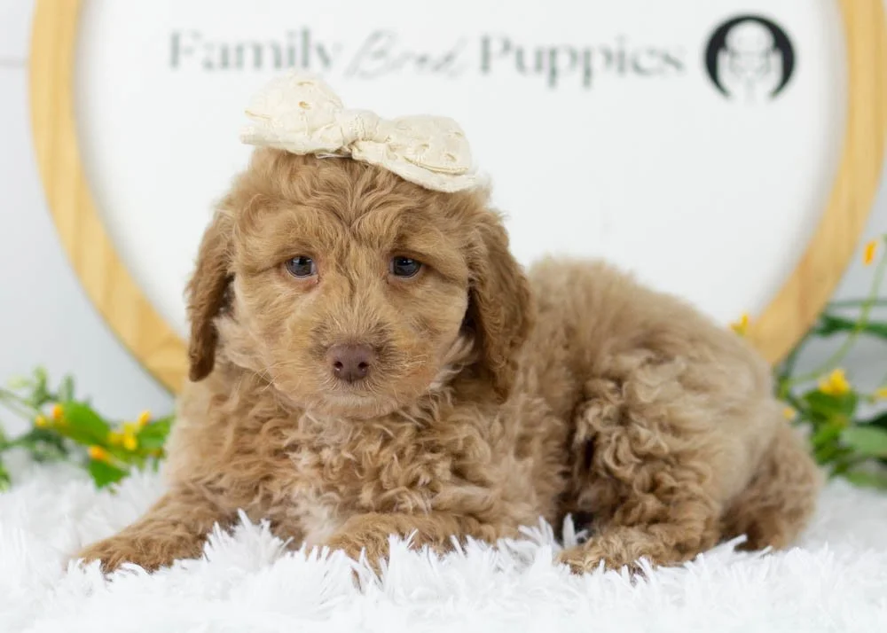 alabama goldendoodle for sale(4).jpg