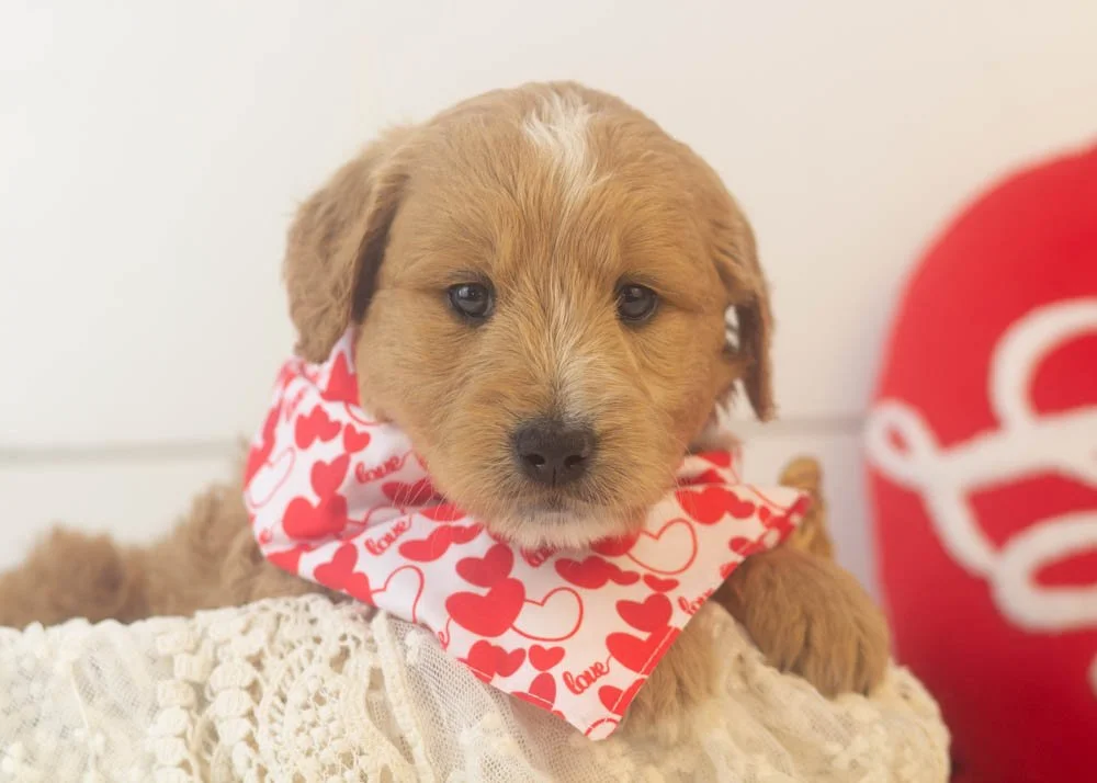 Hershey goldendoodle for sale..jpg