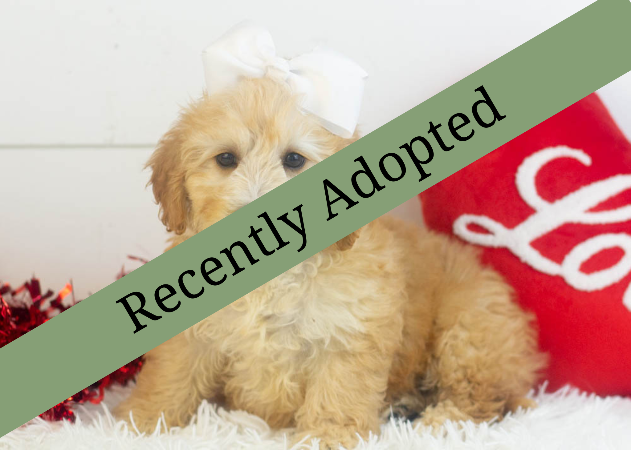 goldendoodle for sale