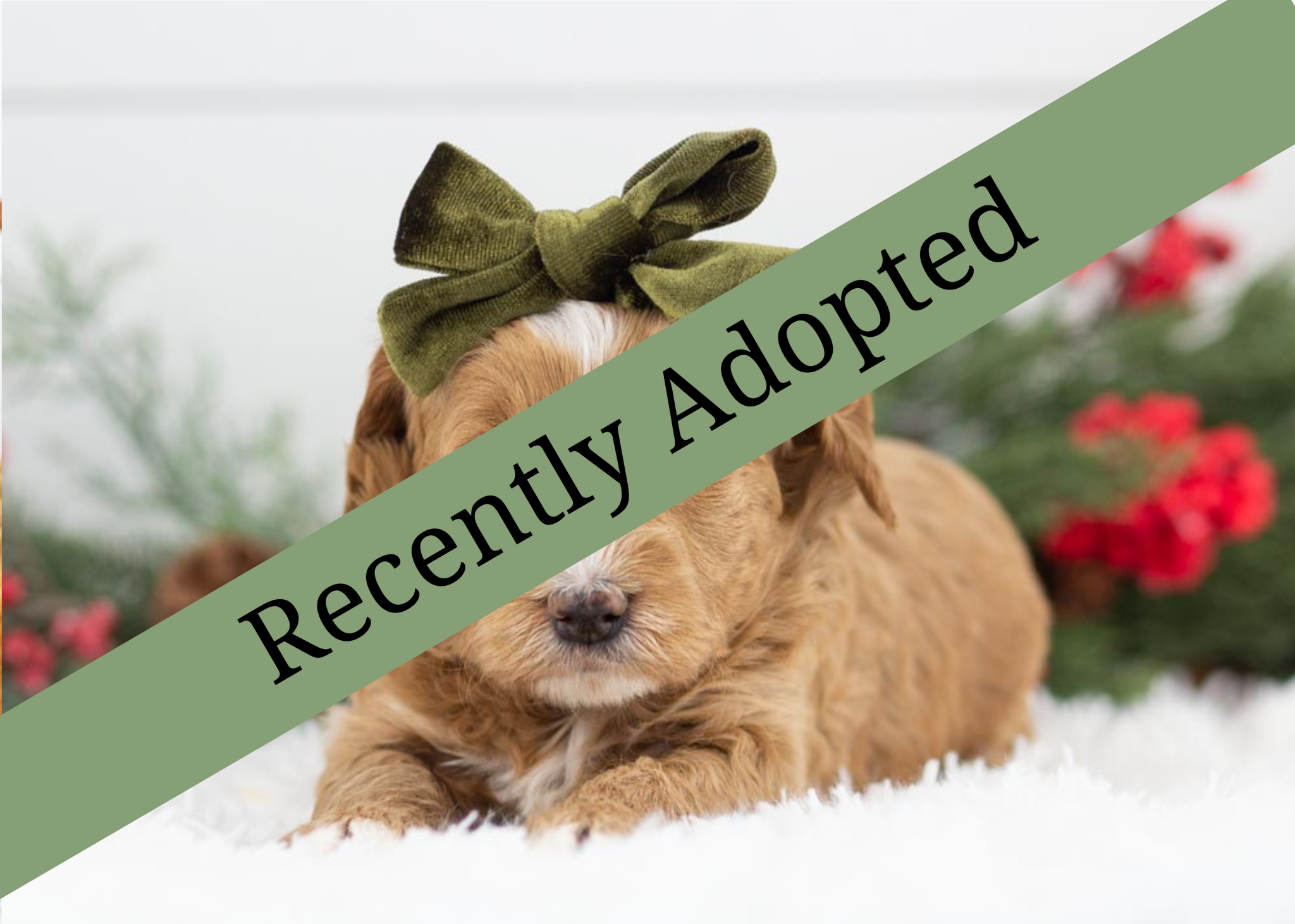 goldendoodle for sale