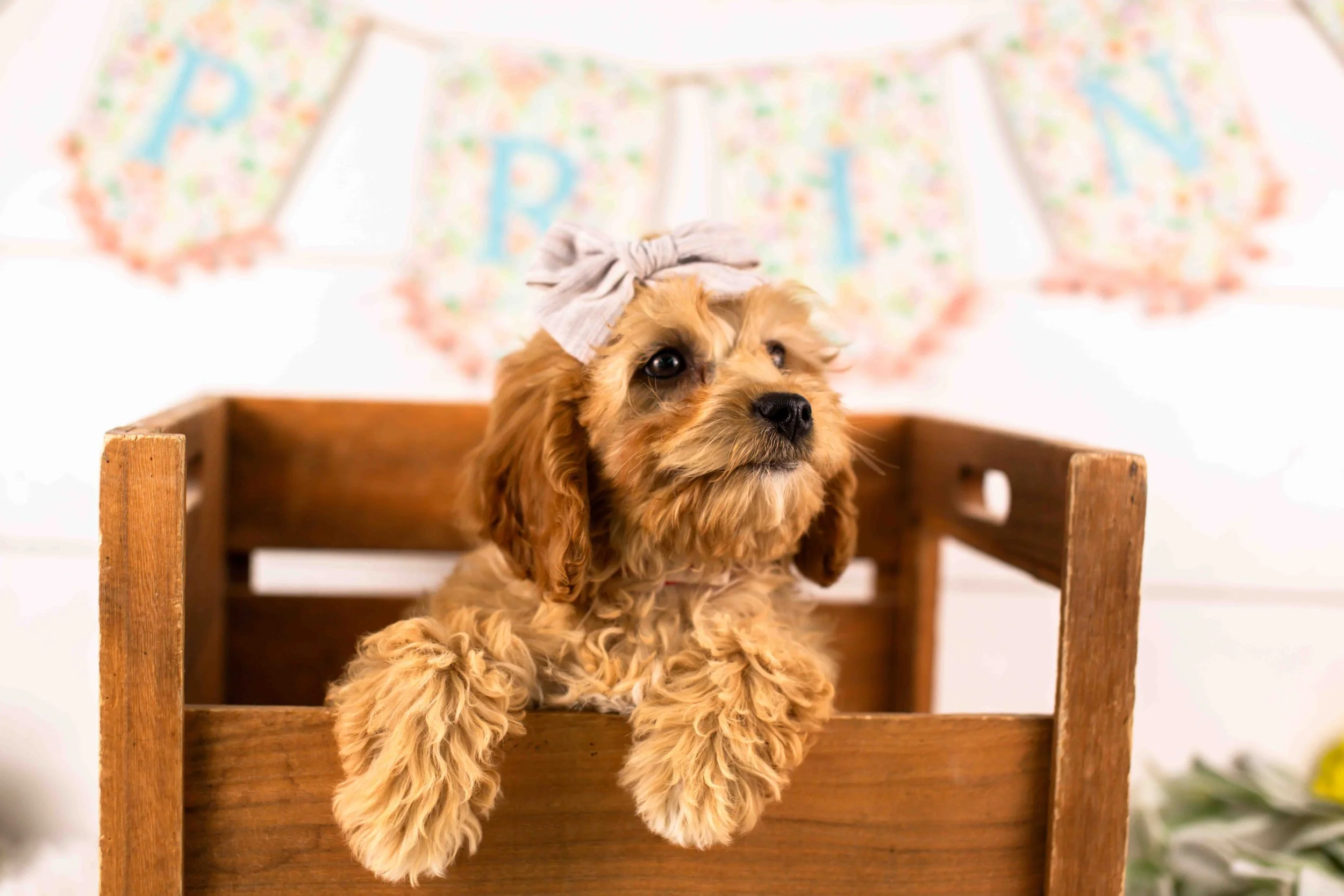 Bo Peep goldendoodle for sale(2).jpg