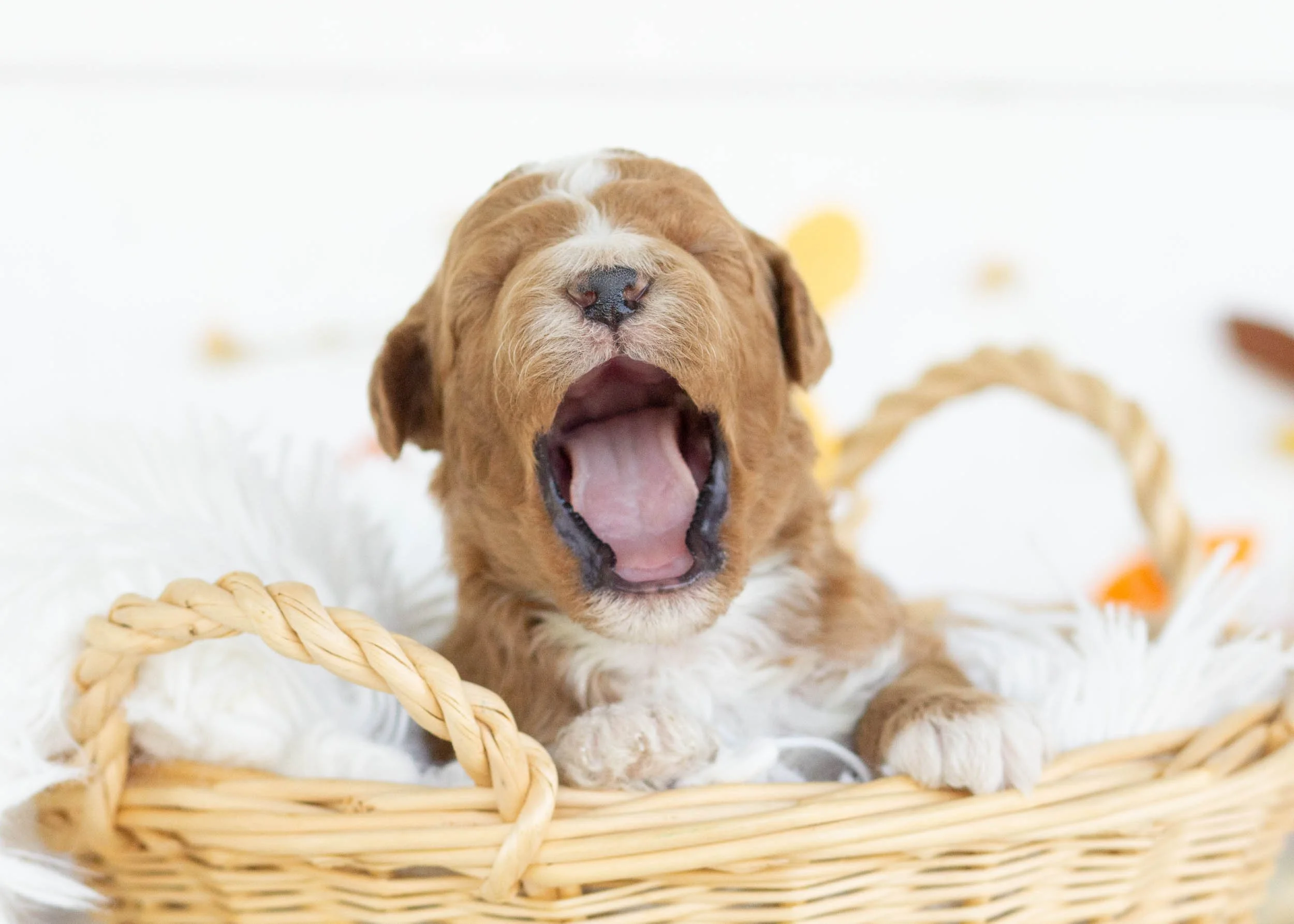 Hermes goldendoodle for sale(1).jpg