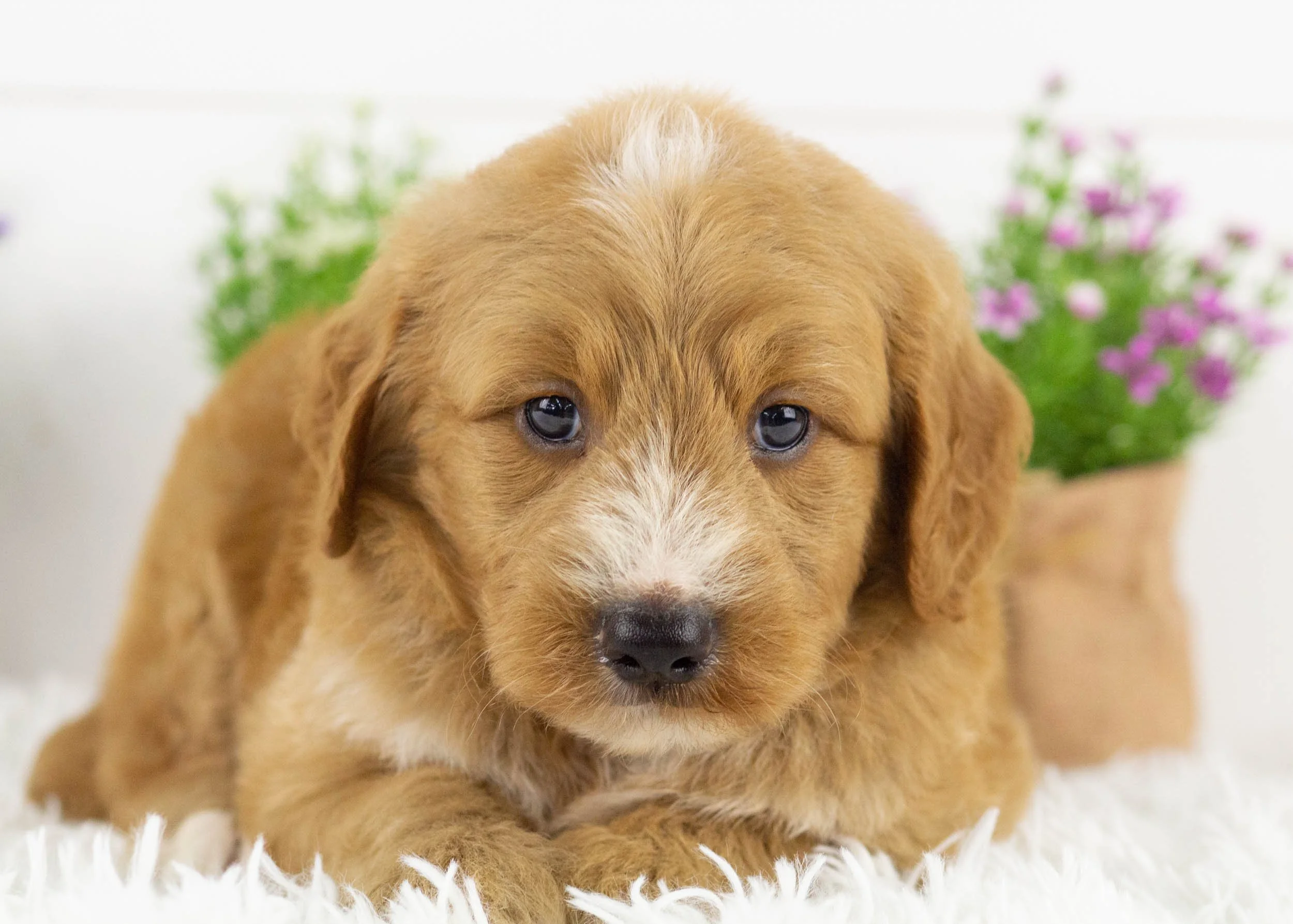 Lark goldendoodle for sale(2).jpg