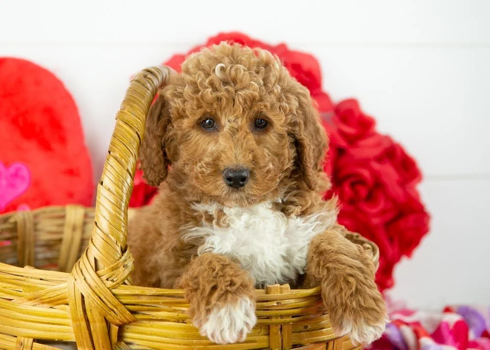 goldendoodle for sale
