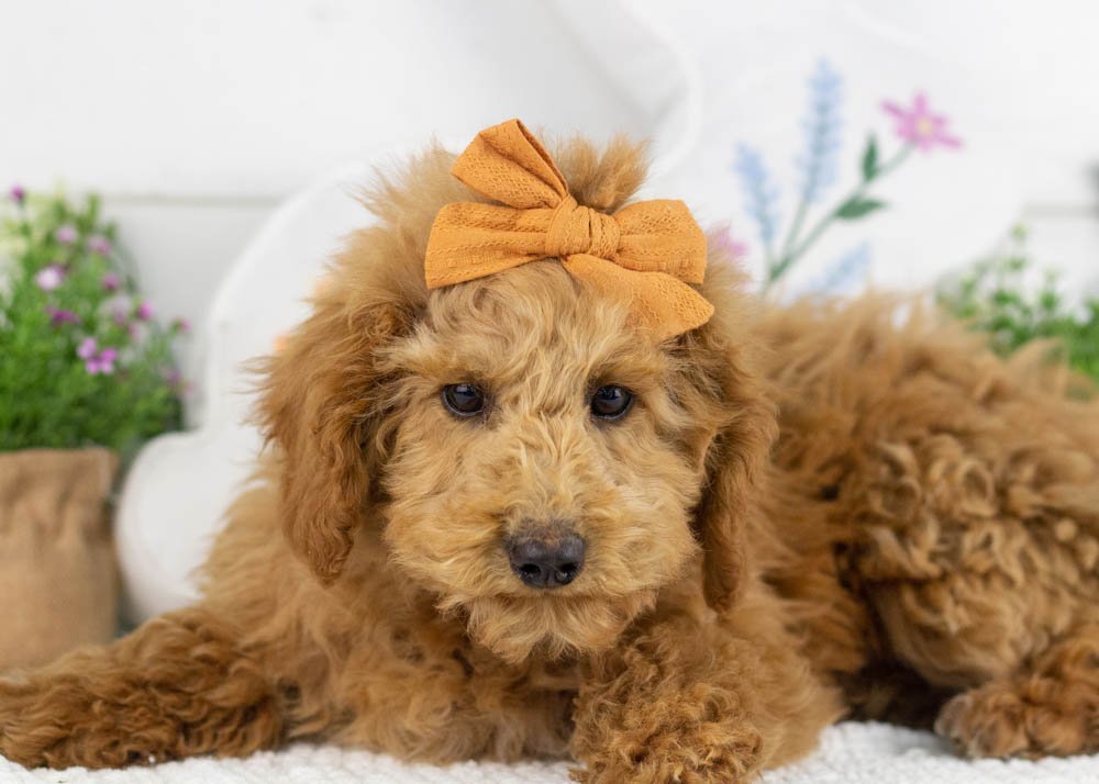 bingo goldendoodle for sale(1).jpg