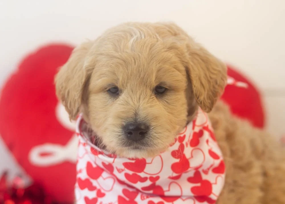 Snickers goldendoodle for sale(3).jpg