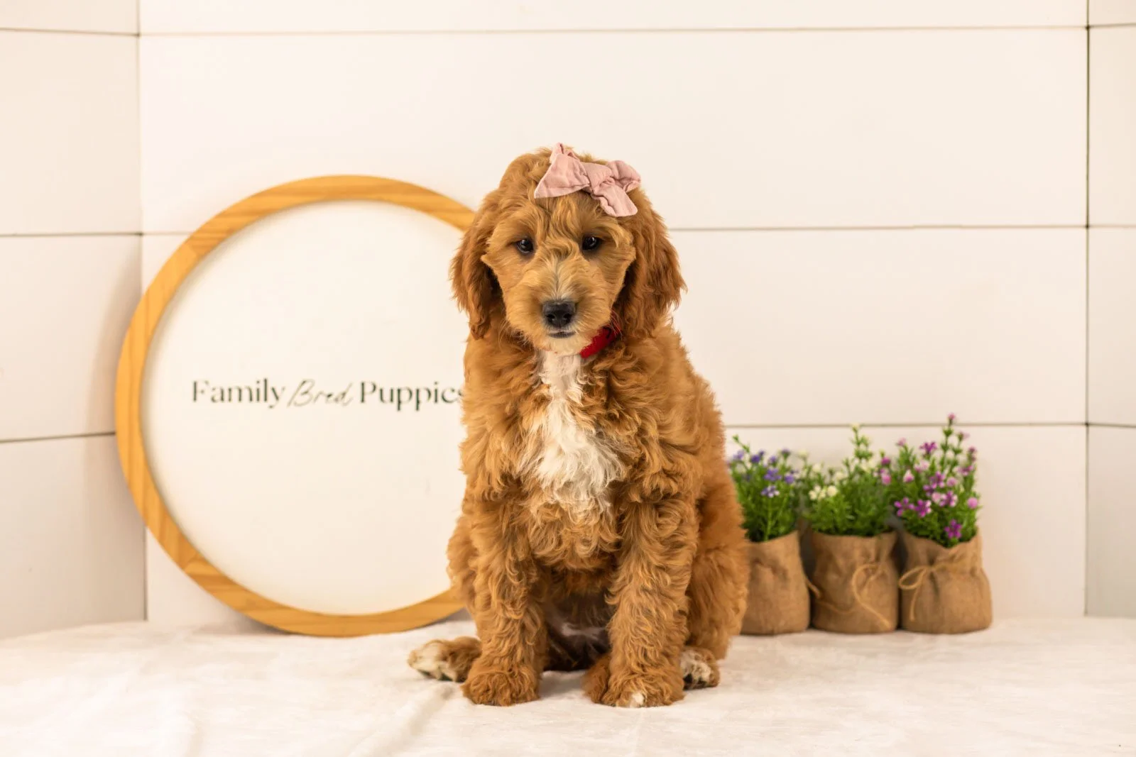 Stormy goldendoodle for sale(1).jpg