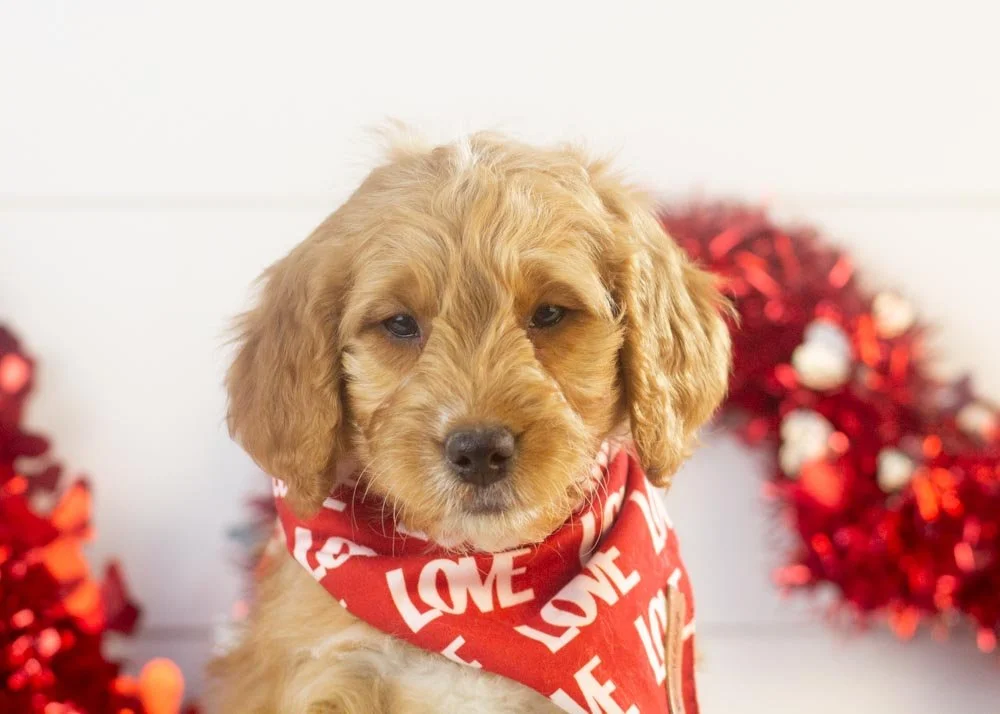 Pecan goldendoodle for sale(3).jpg