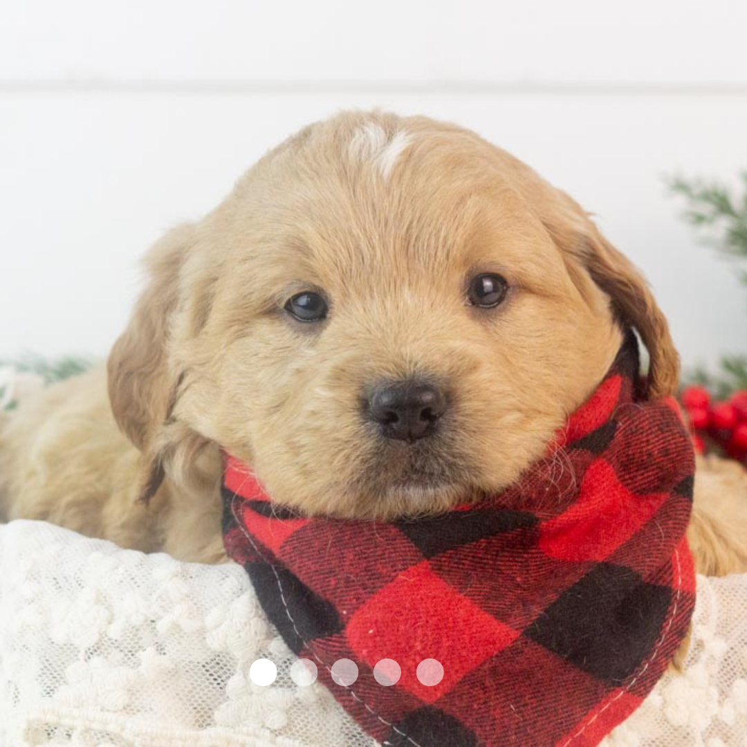 Copy of FBP Design.png