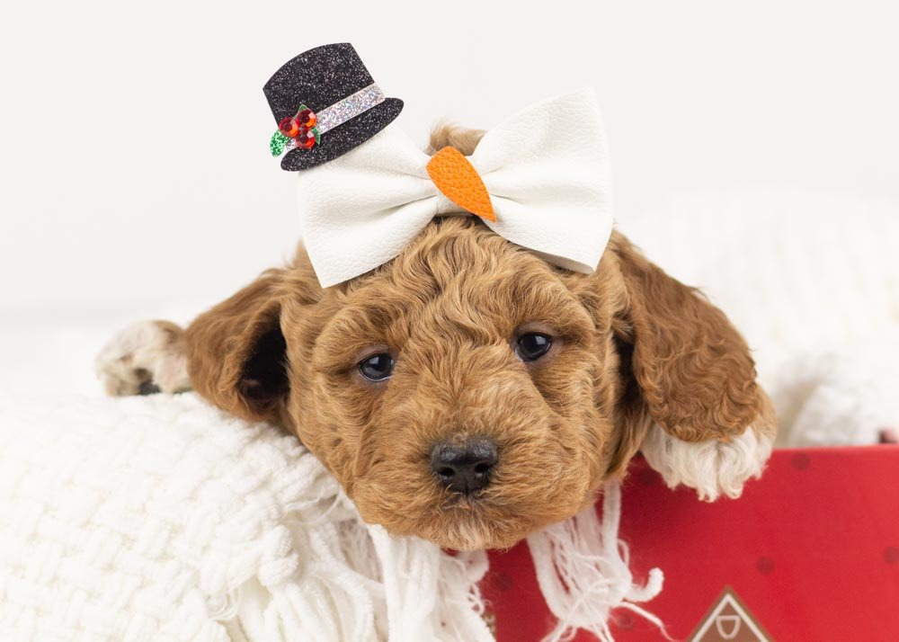 Glinda goldendoodle for sale.jpg