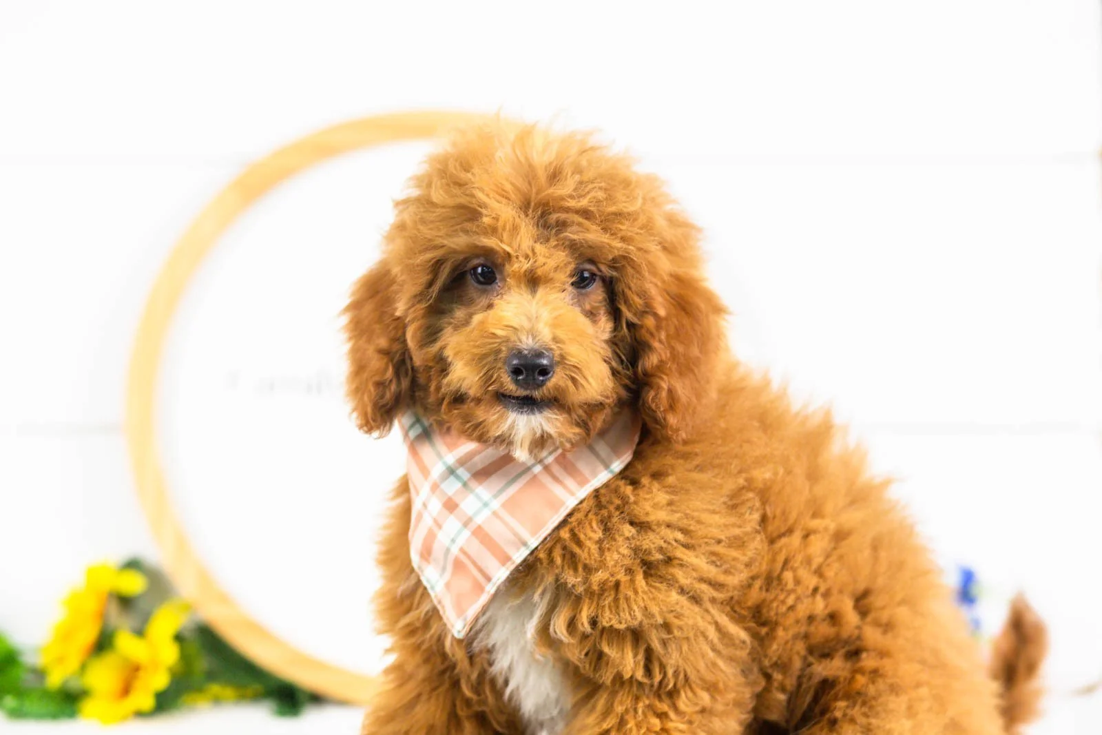 ford goldendoodle for sale(1).jpg
