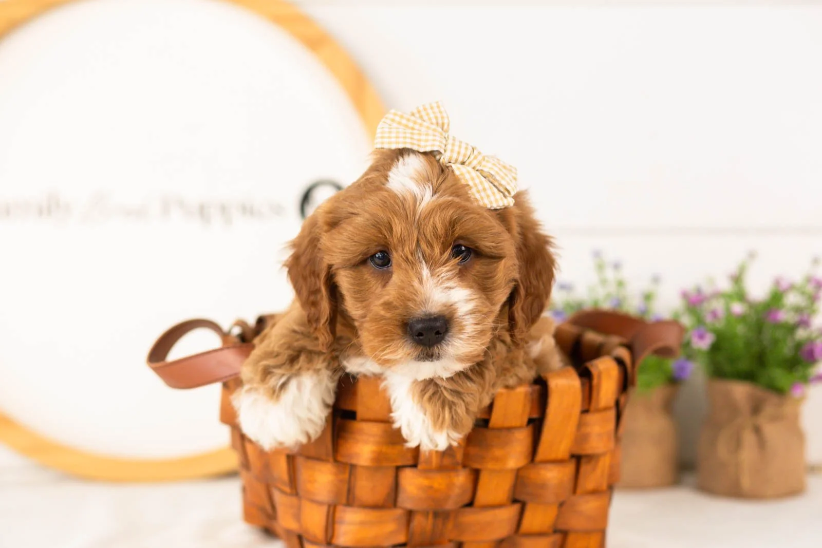 Lynette goldendoodle for sale(2).jpg