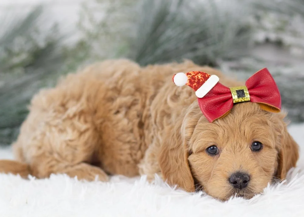 Mac_n_cheese goldendoodle for sale(1).jpg