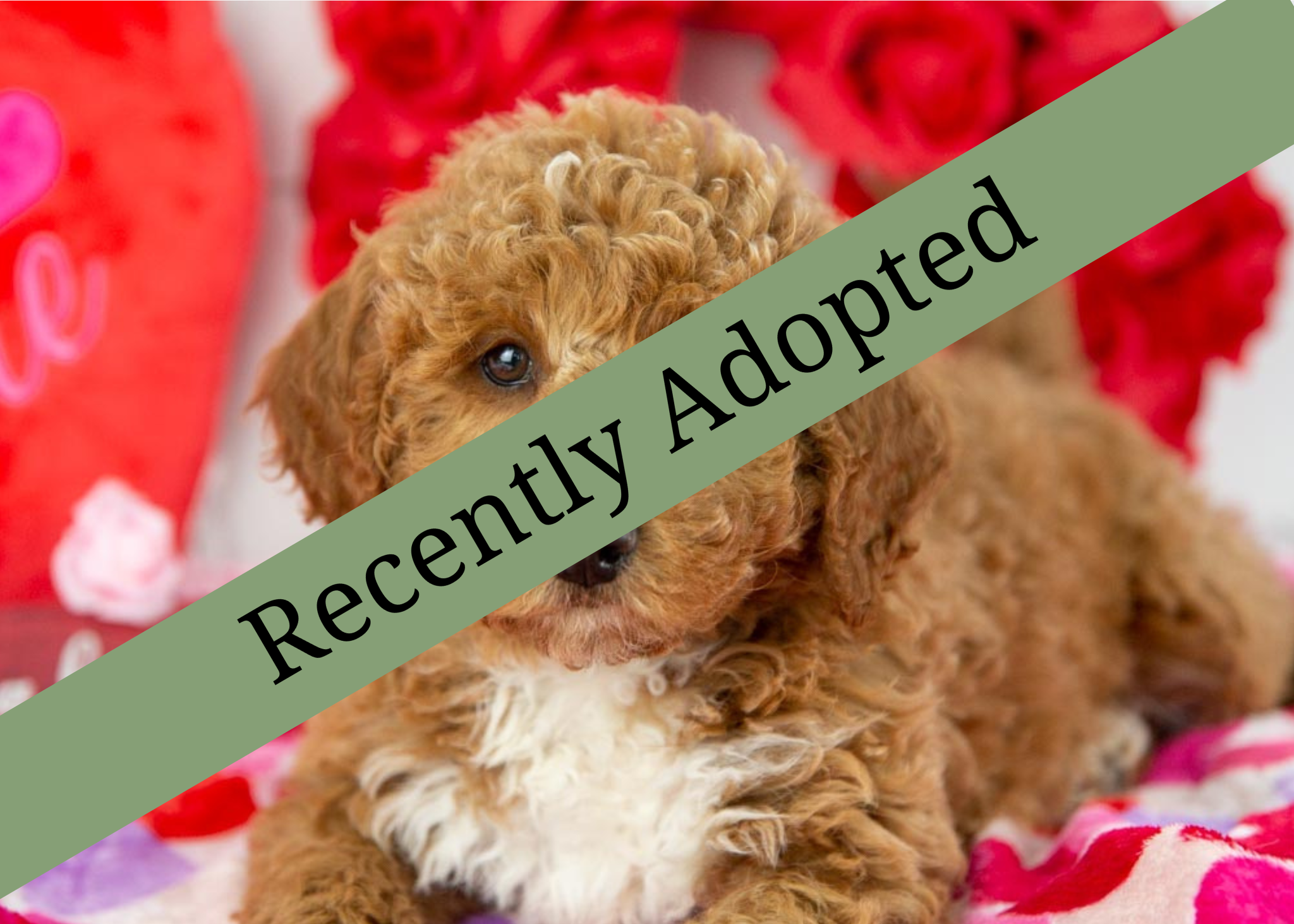 goldendoodle for sale